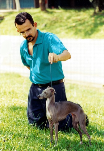 Lebrel Italiano Es un galgo en miniatura