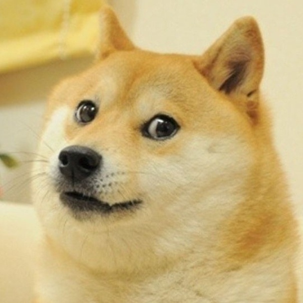 Image of Kabosu, the dog from the classic Doge meme
