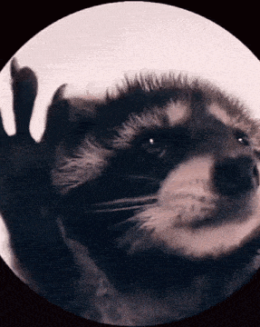 GIF of a raccoon spinning on a circular camera