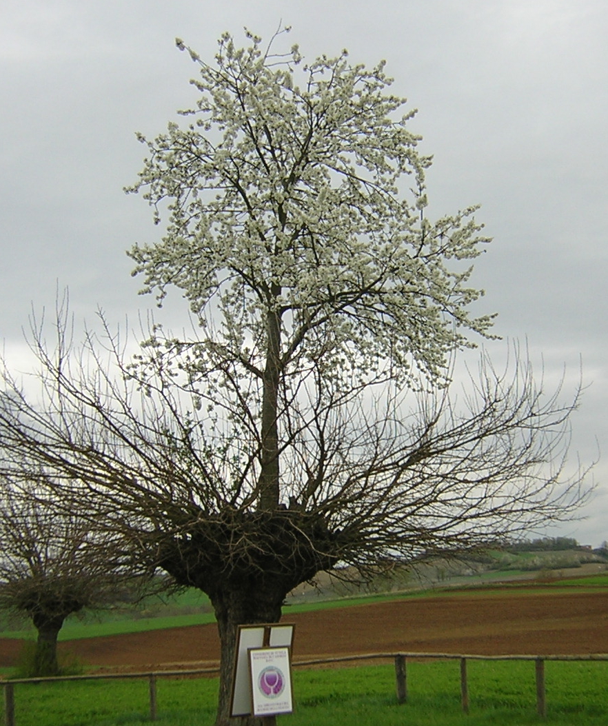BIALBERO-image